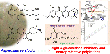 Graphical abstract: Polyketides with α-glucosidase inhibitory and neuroprotective activities from Aspergillus versicolor associated with Pedicularis sylvatica