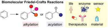Graphical abstract: Friedel–Crafts reactions for biomolecular chemistry