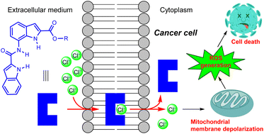 Graphical abstract: Bisindole-based small molecules as transmembrane anion transporters and potential anticancer agents