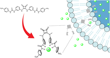 Graphical abstract: N,N′-Dimethylsquaramide as a central scaffold for anionophore design