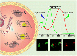 Graphical abstract: Harnessing J-aggregation for dual-color cellular imaging with chromenoquinoline-benzimidazole dyes