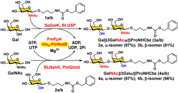 Graphical abstract: A bifunctional Pasteurella multocida β1–3-galactosyl/N-acetylgalactosaminyltransferase (PmNatB) for the highly efficient chemoenzymatic synthesis of disaccharides