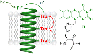 Graphical abstract: Flavin-induced charge separation in transmembrane model peptides