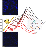 Graphical abstract: Design of C2-symmetric pseudopeptides for in vivo detection of Cu(ii) through controlled supramolecular nano-assembly