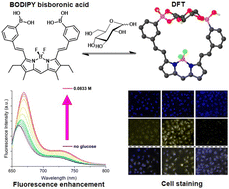 Graphical abstract: BODIPYs α-appended with distyryl-linked aryl bisboronic acids: single-step cell staining and turn-on fluorescence binding with d-glucose
