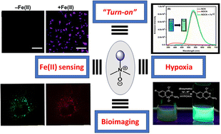 Graphical abstract: Fluorescent N-oxides: applications in bioimaging and sensing