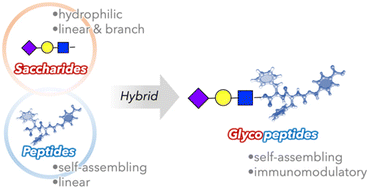 Graphical abstract: Supramolecular materials constructed from synthetic glycopeptides via aqueous self-assembly and their bioapplications in immunotherapy