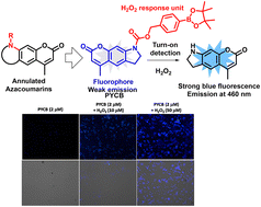 Graphical abstract: Azacoumarin-based “turn-on” fluorescent probe for the detection and imaging of hydrogen peroxide in living cells