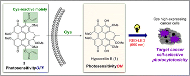 Graphical abstract: A novel photosensitizer based on hypocrellin B activated by cysteine over-expressed in cancer cells