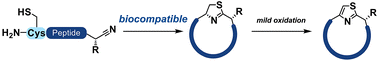 Graphical abstract: Biocompatible synthesis of macrocyclic thiazole peptides from chiral α-amino nitriles