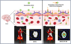 Graphical abstract: Doxorubicin-Polysorbate 80 conjugates: targeting effective and sustained delivery to the brain