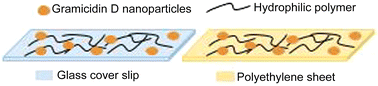 Graphical abstract: Antimicrobial coatings from gramicidin D nanoparticles and polymers