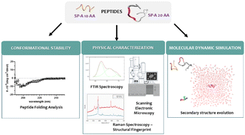 Graphical abstract: Comprehensive physicochemical, biophysical, and in vitro characterization of lung surfactant SP-A peptidomimetics