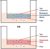 Graphical abstract: Comparison of macromolecule permeation through extracellular matrix and hyaluronic acid to inform in vitro testing of subcutaneous therapies