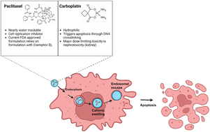 Graphical abstract: Polybasic nanogels for intracellular co-delivery of paclitaxel and carboplatin: a novel approach to ovarian cancer therapy