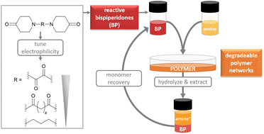 Graphical abstract: Degradable bispiperidone derivative amine networks with monomer recovery