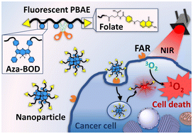 Graphical abstract: Fluorescent poly(β-amino ester)s containing aza-BODIPYs as theranostic agents for bioimaging and photodynamic therapy
