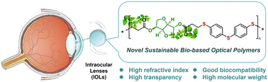 Graphical abstract: Synthesis of novel sustainable optical poly(isosorbide thioethers) with high refractive indices and good biocompatibility using functional ionic liquid catalysts