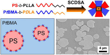 Graphical abstract: Patchy stereocomplex micelles as efficient compatibilizers for polymer blends