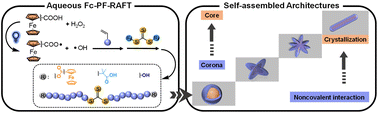 Graphical abstract: Exploring ferrocene-directed photo-Fenton initiation of RAFT polymerization