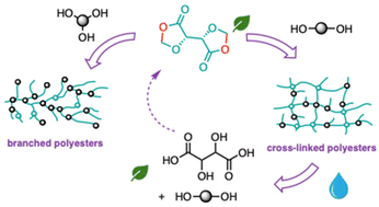 Graphical abstract: Degradable branched and cross-linked polyesters from a bis(1,3-dioxolan-4-one) core