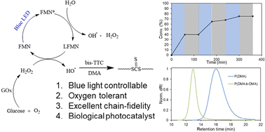 Graphical abstract: Bio-photo-Fenton-like RAFT polymerization under blue light
