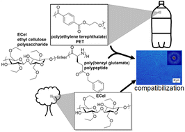 Graphical abstract: Ethyl cellulose-block-poly(benzyl glutamate) block copolymer compatibilizers for ethyl cellulose/poly(ethylene terephthalate) blends