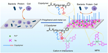Graphical abstract: Rapid formation of antifouling coatings via cation–π interactions