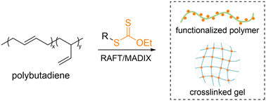 Graphical abstract: Multifunctionalization of polybutadiene by RAFT/MADIX technology