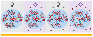 Graphical abstract: Polyglyoxylamide hydrogels for the traceless stimulus-mediated release of covalently-immobilized drugs