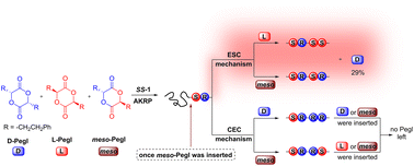 Graphical abstract: The control mechanism of (BisSalen)Al-mediated asymmetric kinetic resolution polymerization of phenethylglycolide