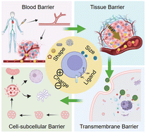 Graphical abstract: Gold nanoparticles cross cell-subcellular barriers for biological regulation