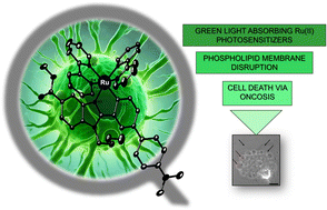 Graphical abstract: New cyclometalated Ru(ii) polypyridyl photosensitizers trigger oncosis in cancer cells by inducing damage to cellular membranes