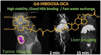 Graphical abstract: A novel albumin-binding macrocyclic Gd-HPDO3A complex bearing a deoxycholic acid residue: the role of the hydration state, water exchange and local dynamics in the observed relaxivity