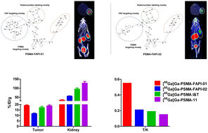 Graphical abstract: Development and biological evaluation of PSMA/FAP dual targeting radiotracers for prostate cancer imaging