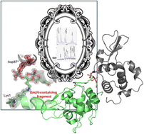 Graphical abstract: Unexpected in crystallo reactivity of the potential drug bis(maltolato)oxidovanadium(iv) with lysozyme