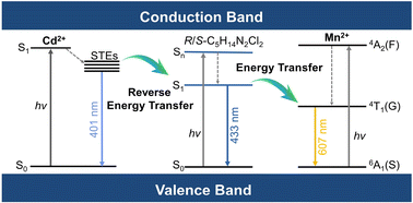 Graphical abstract: Variable energy transfer in one-dimensional chiral Mn/Cd-based halides and strong stereo-selective fluorescence for chiral recognition