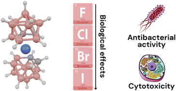 Graphical abstract: Unraveling the correlation between biological effects and halogen substituents in cobalt bis(dicarbollide)
