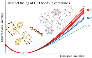 Graphical abstract: The “chemical tug-of-war” in carborane clusters: distinct tuning on different sides of the cluster