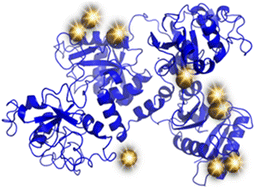 Graphical abstract: The X-ray structure of the adduct formed upon reaction of aurothiomalate with apo-transferrin: gold binding sites and a unique transferrin structure along the apo/holo transition pathway