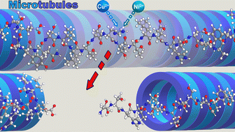 Graphical abstract: The hydrolytic stability of the human tubulin α 1A protein fragment – a potential reason for the role of metal ions in the development of neurodegenerative diseases
