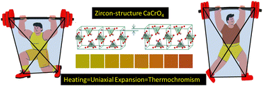 Graphical abstract: Uniaxial thermal expansion-induced successively reversible thermochromism in zircon-type CaCrO4