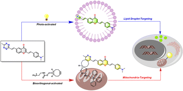 Graphical abstract: Tetrazine-derived chromones as conditionally activated solvatochromic fluorescent probes for dual imaging of lipid droplets and mitochondria