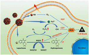 Graphical abstract: Palladium-based metal–organic coordination nanoparticles for efficient tumor treatment via synergistic enhancement of ROS production