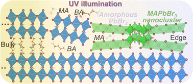 Graphical abstract: Instability of two-dimensional hybrid perovskites underpinned by organic molecule loss under light illumination