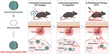 Graphical abstract: (WO + ICG)@PLGA@lipid/plasmid DNA nanocomplexes as core–shell vectors for synergistic genetic/photothermal therapy