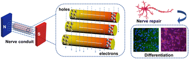 Graphical abstract: Electromagnetic induction drives electron–hole separation in an optoelectronic nerve conduit to accelerate nerve repair