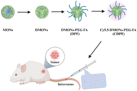 Graphical abstract: Insights into tumor size-dependent nanoparticle accumulation using deformed organosilica nanoprobes