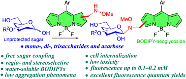 Graphical abstract: Chemoselective reaction of methoxyaminomethyl BODIPYs with unprotected carbohydrates: a powerful tool for accessing BODIPY neoglycosides