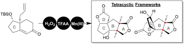 Graphical abstract: A novel approach to the tetracyclic frameworks of anislactone-type sesquiterpenoids